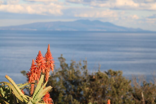 Aloe Vera-Blüte mit der Insel Ōshima im Hintergrund