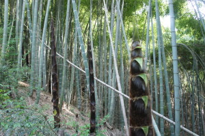 Bambuswald: Das schwarze sind Bambuskinder, bzw. hier schon eher Halbwüchsige