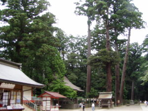 Sicheltannen - hier in Kashima (Chiba)