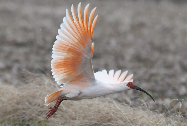 Japanischer Ibis (toki)