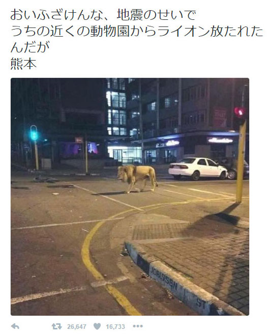 Gerüchte-Tweet: Angeblich ausgebrochener Löwe in Kumamoto