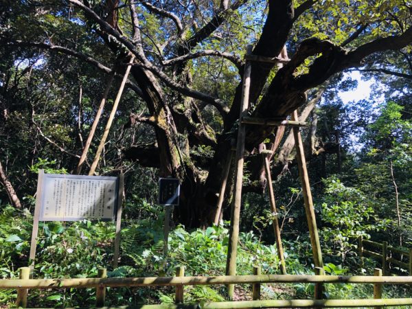 Die gewaltige Scheinkastanie - ein heiliger Baum auf der Insel