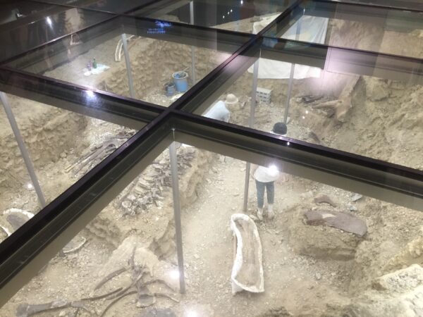 Im Gunma-Naturkundemuseum in Tomioka