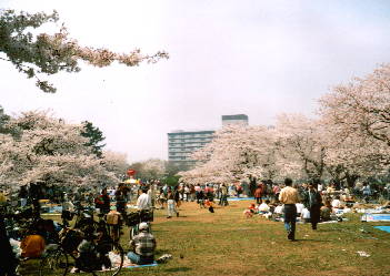 Hanami - Kirschbluetenschau