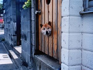Neugieriger Hund in Nerima-ku, Tokyo