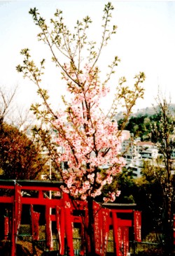 Pflaumenblüte in Kanagawa