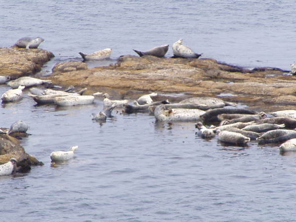 Insel Rebun / Hokkaido: Träges, lautes Gesindel: Seehunde an der Todo-Jima