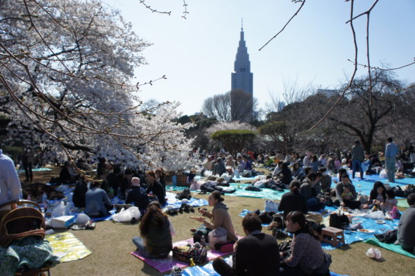 Während der Kirschblüte (Hanami) im Shinjuku Gyoen