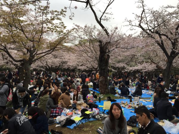 Kirschblütenschau (Hanami) im Yoyogi-Park: Der blanke Wahnsinn