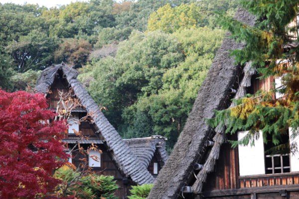 Minka-en im Herbst