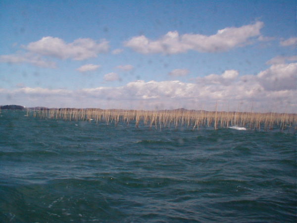 Die flache Bucht ist ideal für den Algenanbau