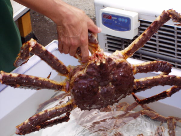 Krabben gelten als die Spezialität von Otaru