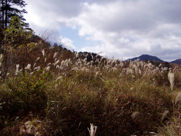 Klitzekleines Hochmoor nahe Kinugawa-Onsen