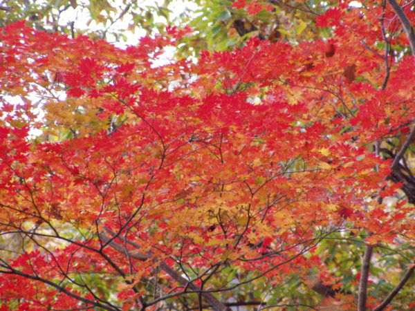 Herbstlaub auf dem Affenberg am Kinugawa