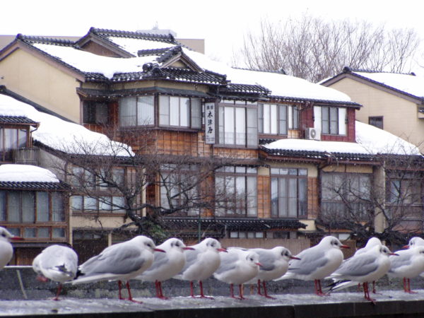 Möwenversammlung am Asano-Fluss mit Teehaus