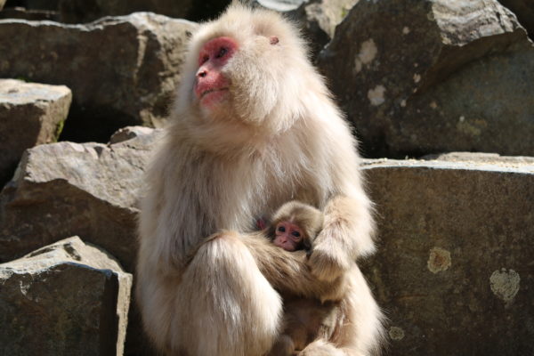 Affenmutter mit Nachwuchs