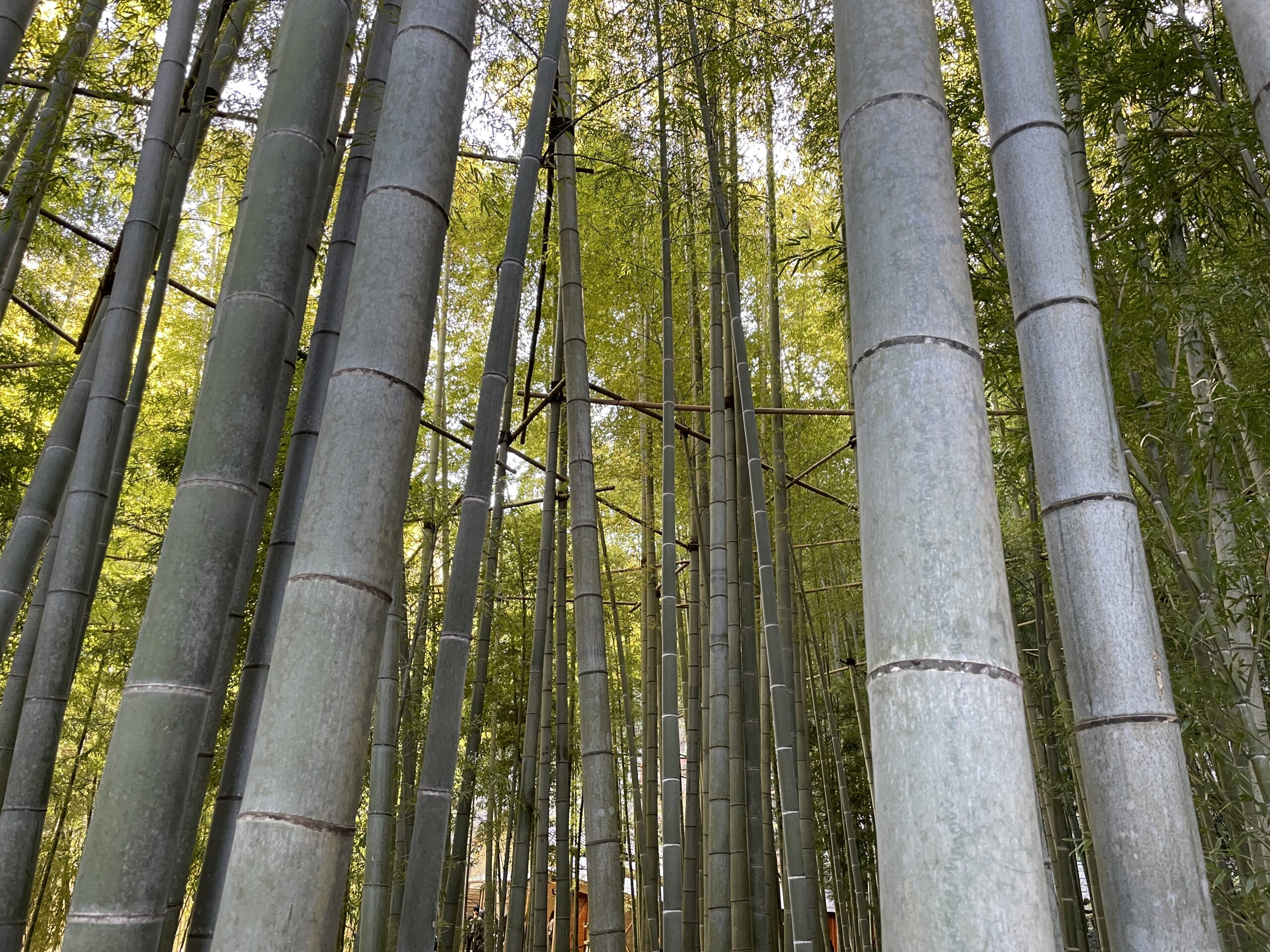 Im berühmten Bambuswald des Hokokuji