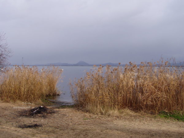 Schilf am Biwa-See bei Sakamoto