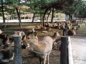 Rehe - überall Rehe