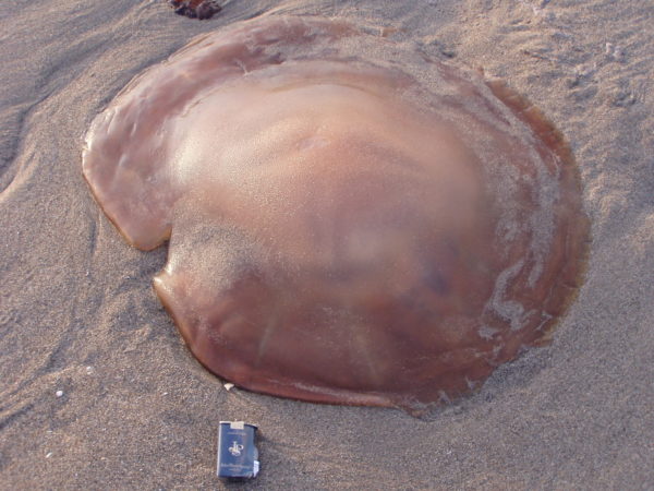 Netter Fund am Strand (zum Vergleich: Zigarettenschachtel)