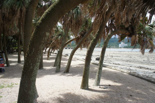 Beinahe tropisch: Palmen am Strand
