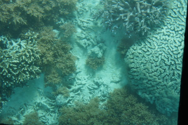 Korallen in der Kabira-Bucht