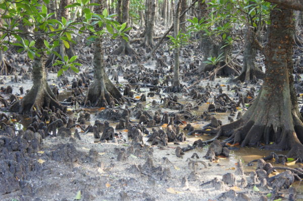 In den Mangroven von Ishigaki