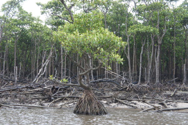 Die Mangroven am Nakama-Fluss