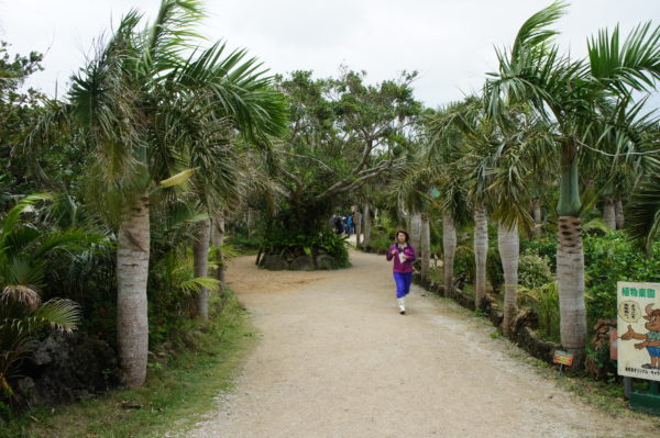 Botanischer Garten auf der Insel