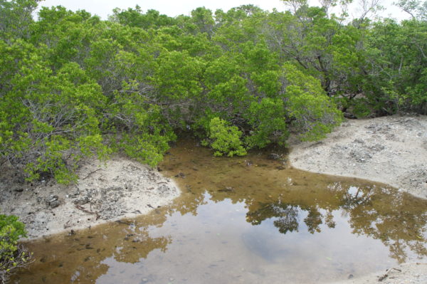 Mangroven auf Yubu-jima