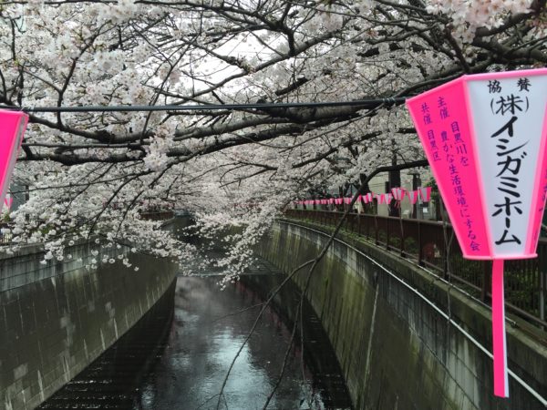 Die Kirsche (sakura) zur vollen Blüte