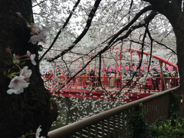 Die Naka-no-hashi-Brücke am Megurogawa während der Kirschblüte