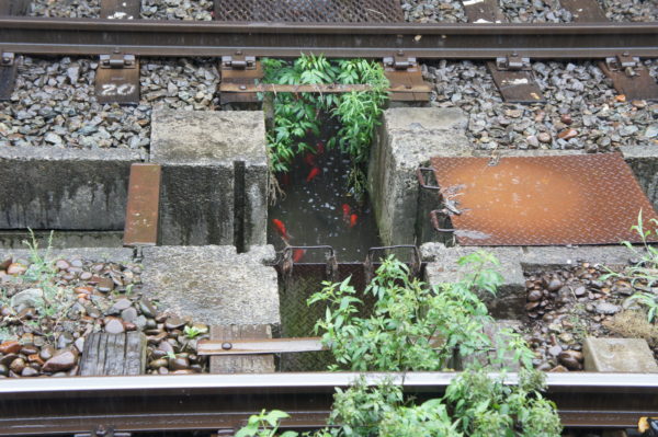 Findet man auch nicht überall: Goldfische im Gleisbett im Bahnhof Myoko-Kogen