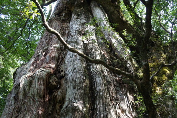 Die Kigen-sugi - eine rund 2'000 Jahre alte Sicheltanne