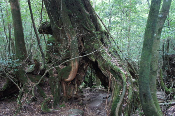 Urwald auf Yakushima