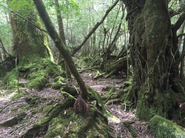 Im Wald von Shiratani-Unsuikyo auf der Insel Yakushima