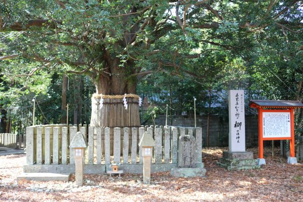 Der heilige Nagi-Baum im Kumano-Hayatama-Schrein
