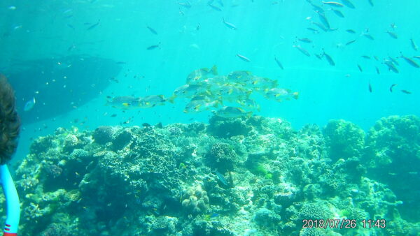 Tauchen im Great Barrier Reef