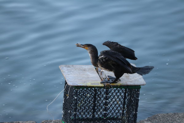 Junger Kormoran beim Training