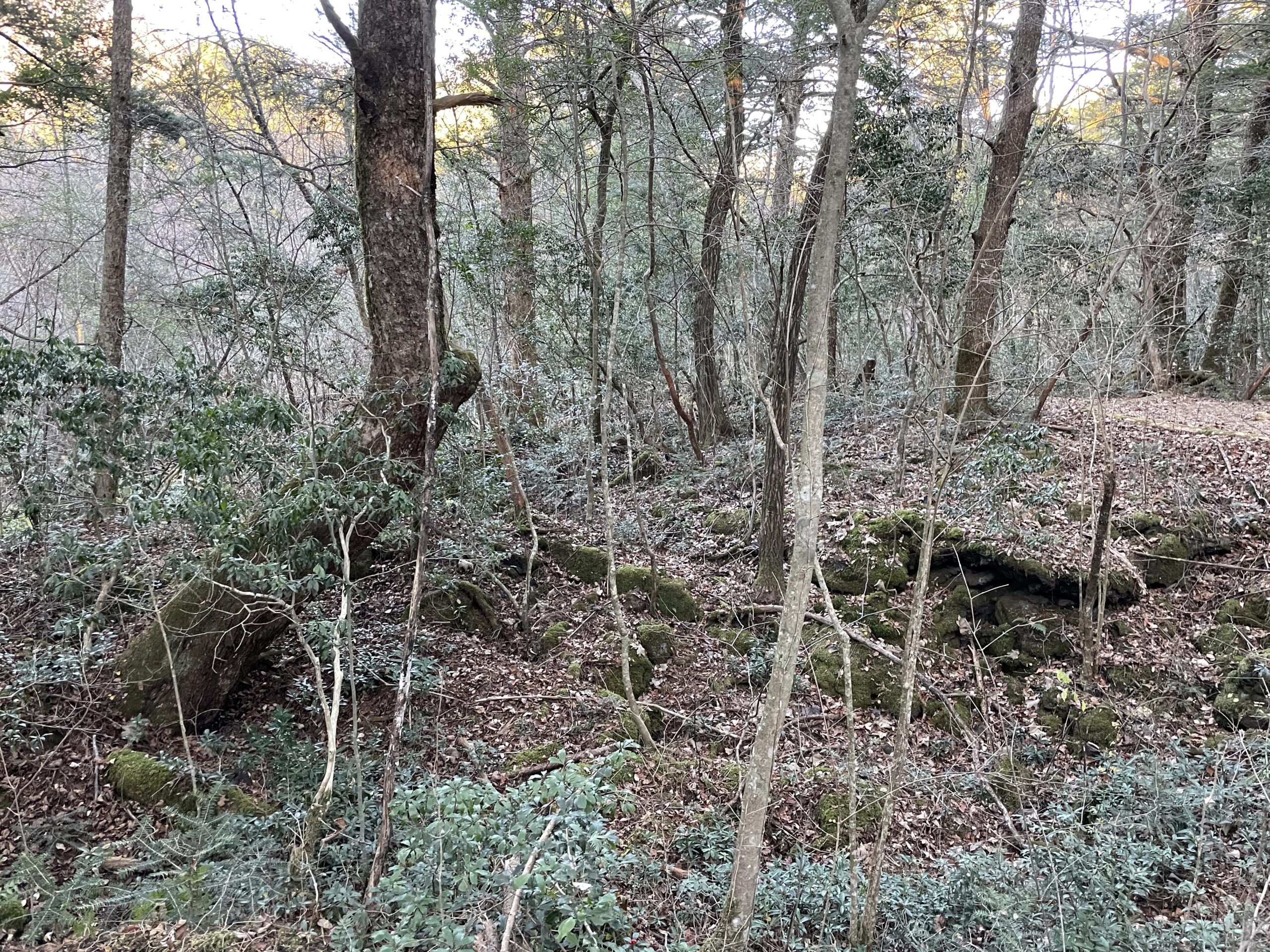 Gespenstisch: Der Wald von Aokigahara
