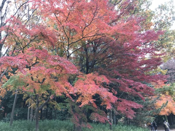 Herbstfarben im Tama Central Park