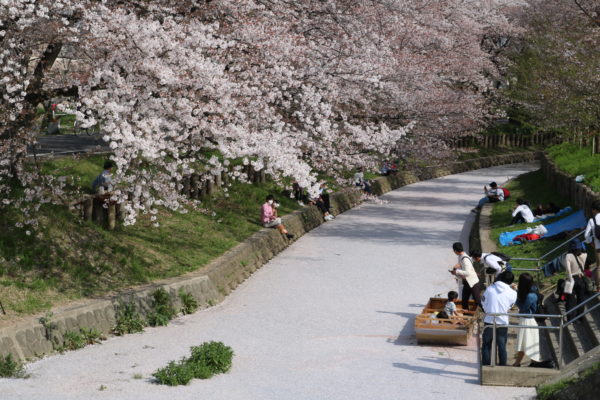 Blütenbedeckter Shingashigawa