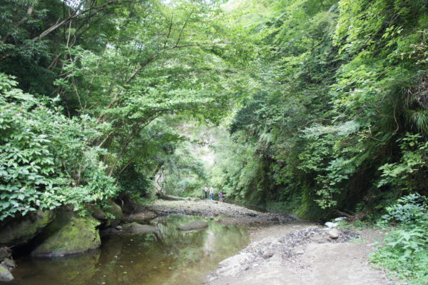 Viel Natur in der Romanwald-Schlucht