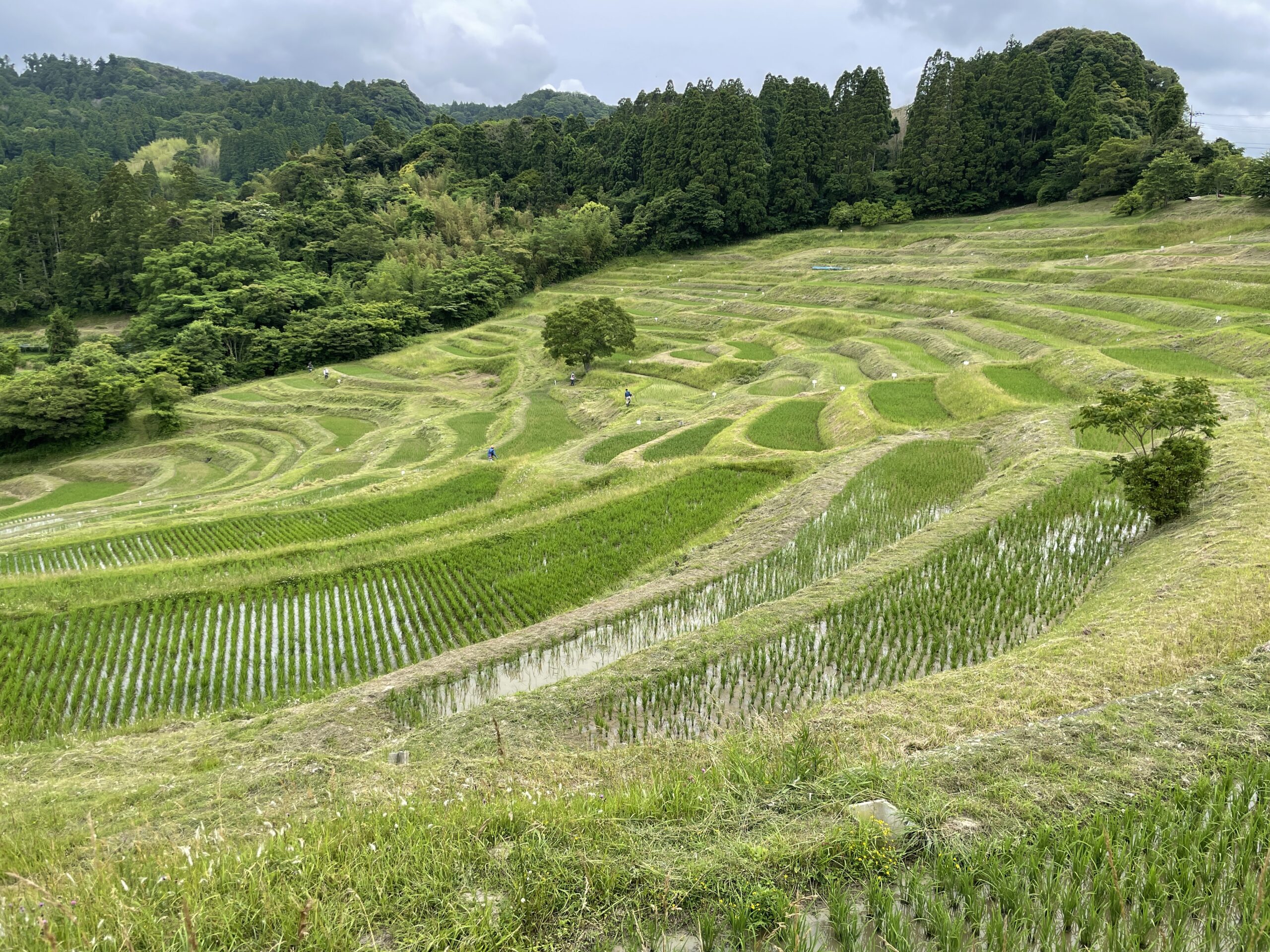 Reisterrassen von Ōyama-Senmaida in der Mitte der Boso-Halbinsel