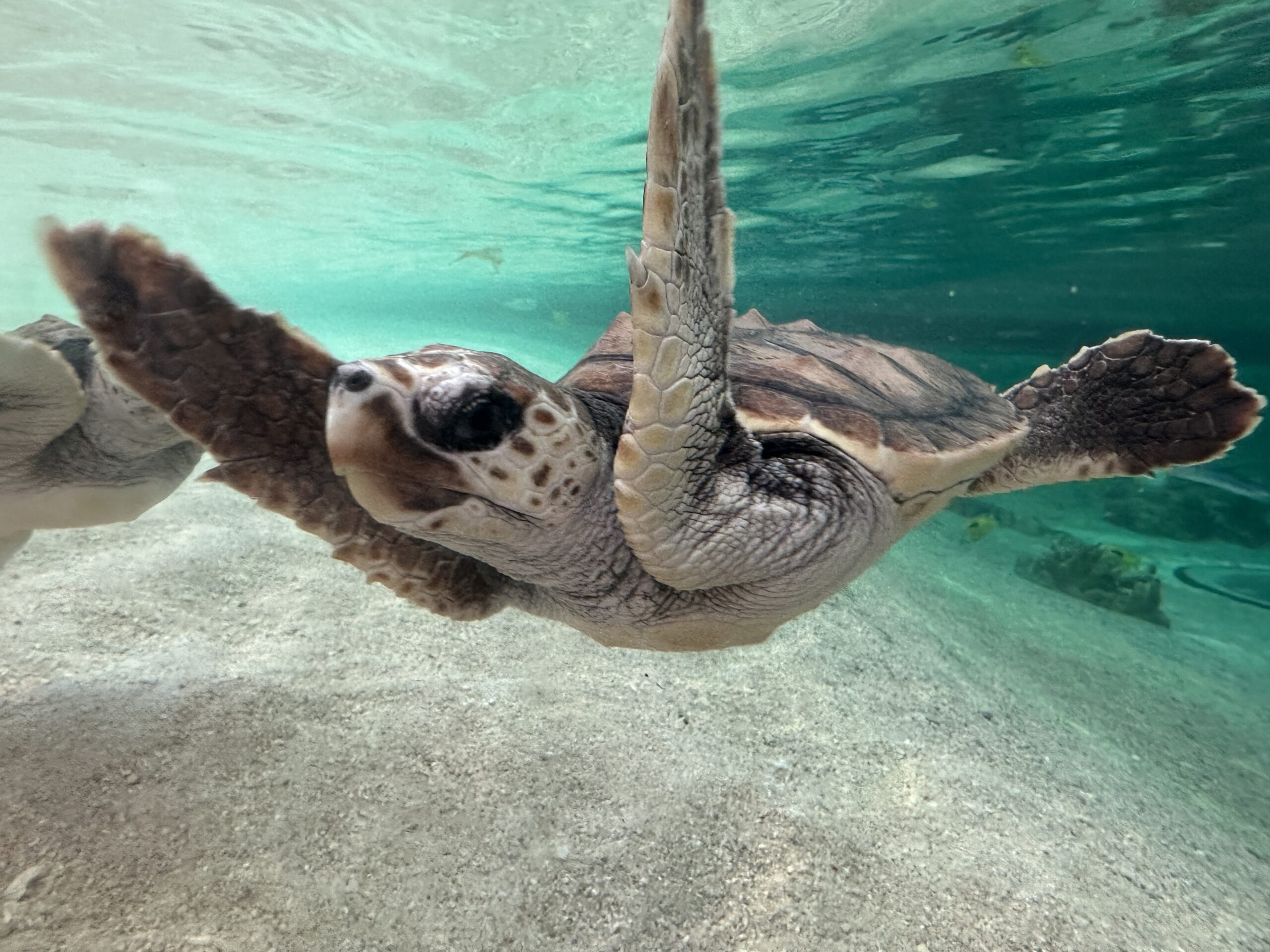 Junge Meeresschildkröten im Seaworld Kamogawa