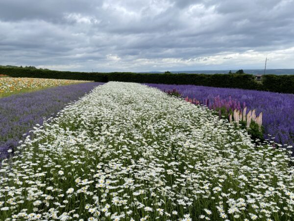 Die Tomita-Farm ist bekannt für seine Lavendel- und Blumenfelder