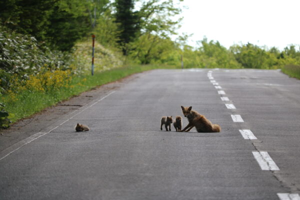 Fuchsfamilie, die auf dumme Autofahrer wartet