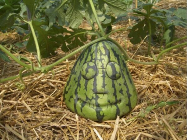 Gibt es wahrscheinlich nur in Japan: "Kopfmelonen"