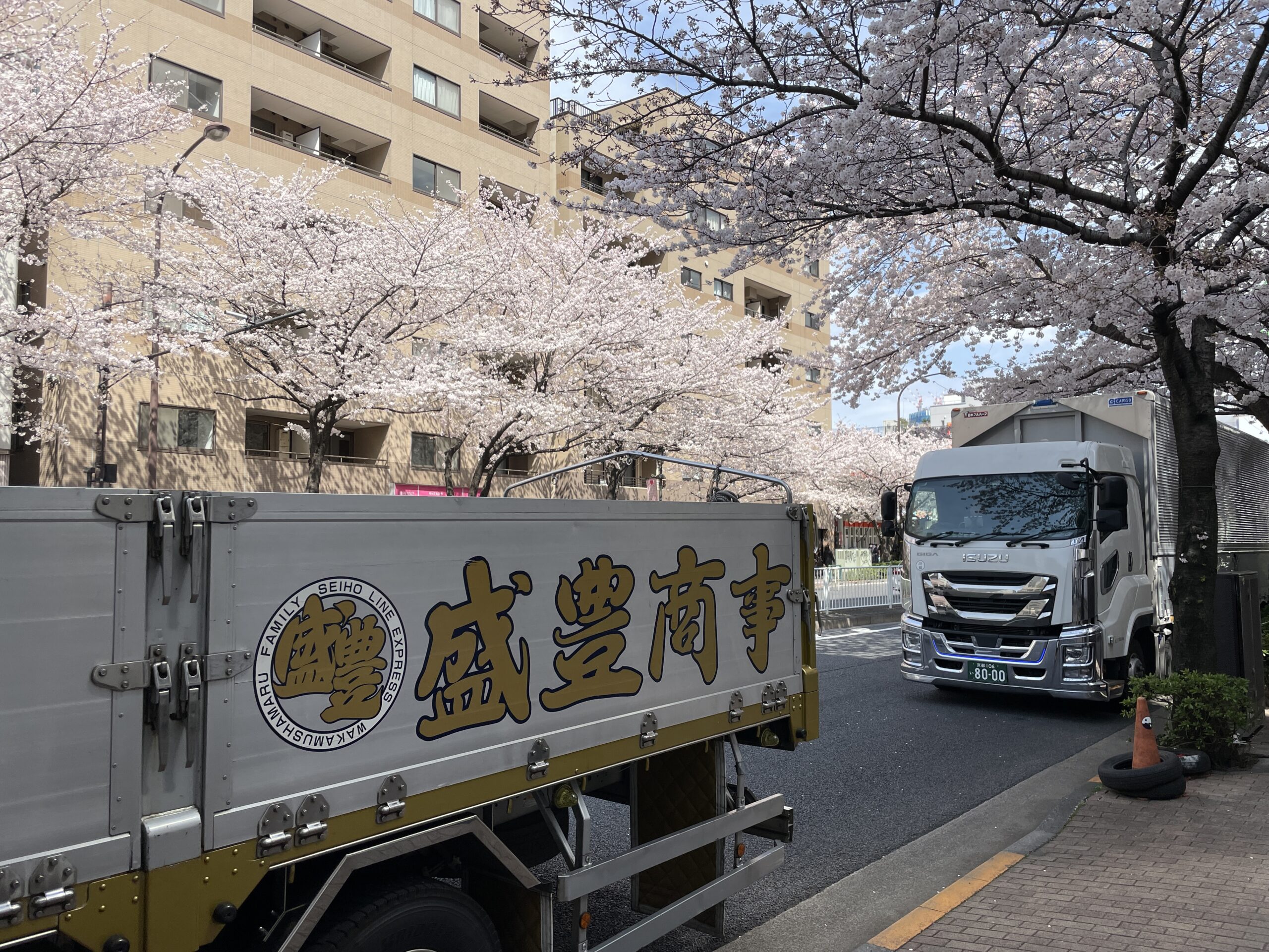 Kirschblüten im Zentrum von Tokyo