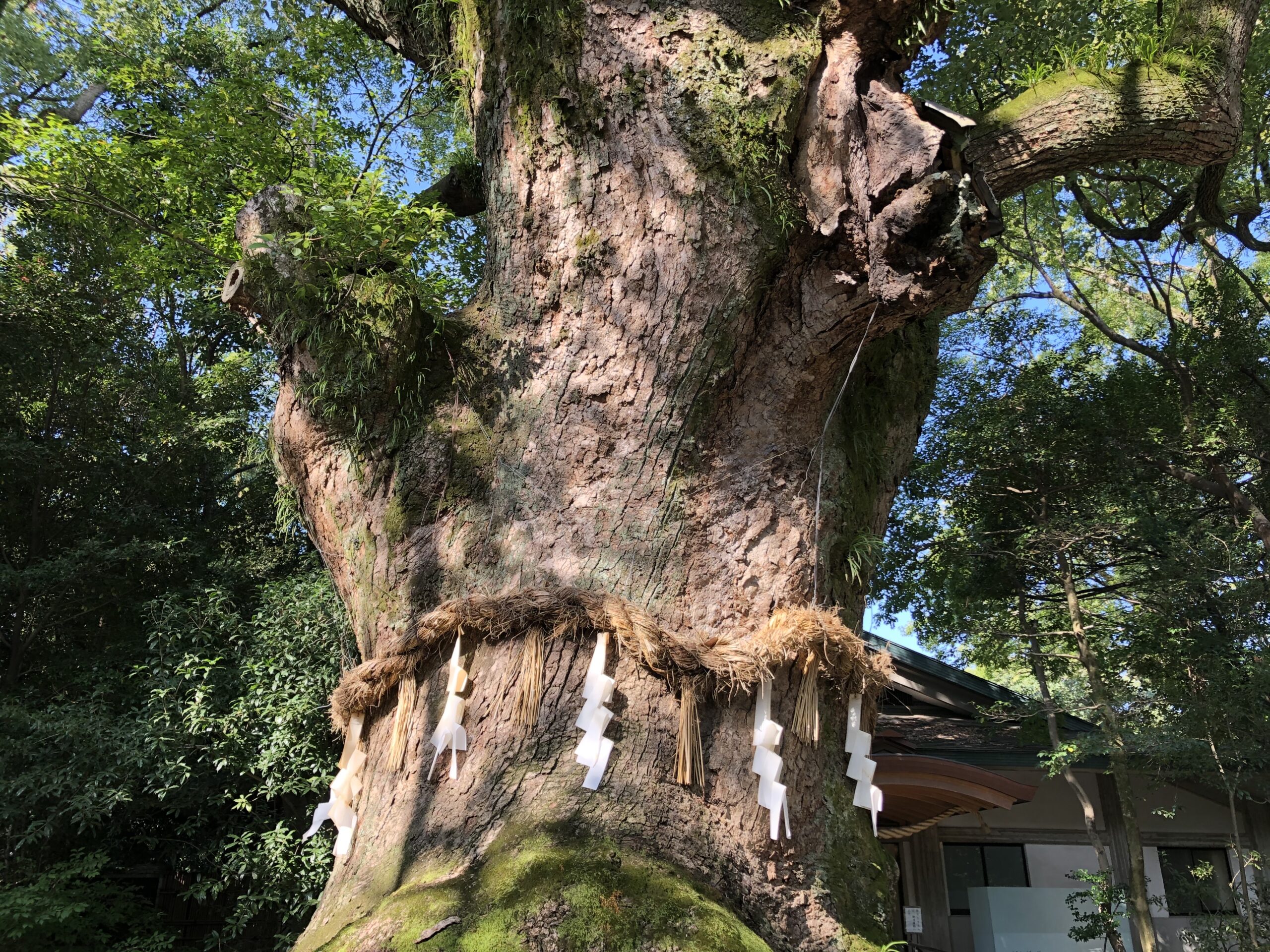 Shimenawa mit Shide an einem heiligen Baum